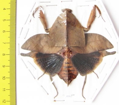 Deroplatys truncata, female  Malaysia - INSECTS-STORE.RU