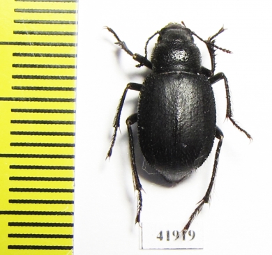 Diesia sexdentata sexdentata  Kazakhstan - INSECTS-STORE.RU