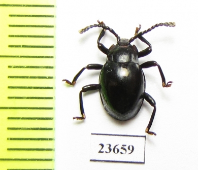 Endomychidae sp.  Malaysia, Borneo - INSECTS-STORE.RU