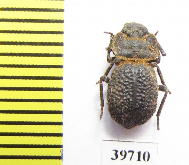 Pogonobasis sp.  Zambia - INSECTS-STORE.RU