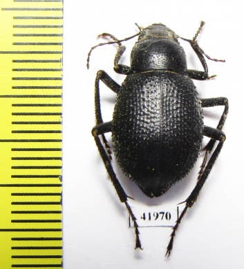 Trachyderma triangularis  Uzbekistan - INSECTS-STORE.RU