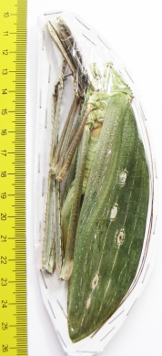 Arachnacris corporalis, female  Malaysia - INSECTS-STORE.RU