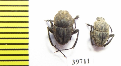 Sisyphus sp.  Zambia - INSECTS-STORE.RU