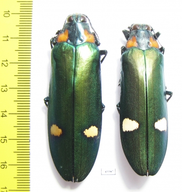 Megaloxantha bicolor nigricornis, pair  Malaysia - INSECTS-STORE.RU