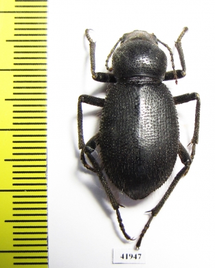 Trachyderma hispida  Sudan - INSECTS-STORE.RU