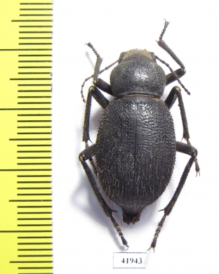 Trachyderma hispida  Sudan - INSECTS-STORE.RU