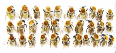 Bombus sp.  Russia, Astrakhan reg. - INSECTS-STORE.RU