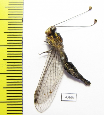 Ascalaphidae sp.  Zambia - INSECTS-STORE.RU