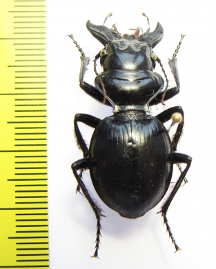 Machozetus lehmanni  Uzbekistan 32mm - INSECTS-STORE.RU