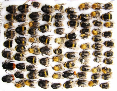 Bombus sp.  Russia, Tver reg. - INSECTS-STORE.RU