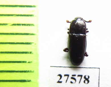 Nitidulidae sp.  Madagascar - INSECTS-STORE.RU