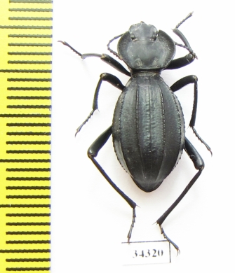 Akis richteri  Morocco - INSECTS-STORE.RU