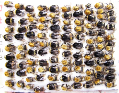 Bombus sp.  Russia, Tver reg. - INSECTS-STORE.RU