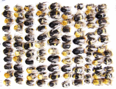 Bombus sp.  Russia, Tver reg. - INSECTS-STORE.RU