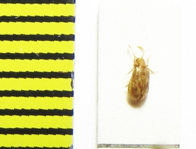 Derodontidae, Derodontus longiclavis  Russia, Far East - INSECTS-STORE.RU