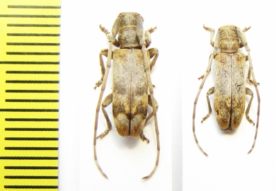 Cerambycidae sp.  Malawi - INSECTS-STORE.RU