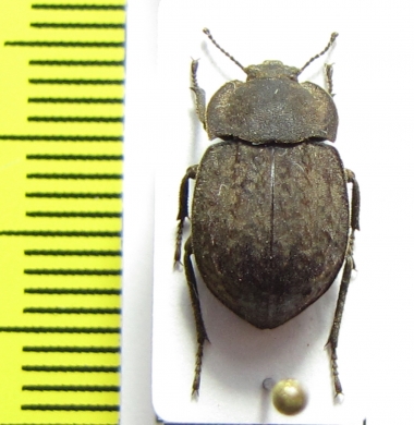 Asida lutosa  Ukraina - INSECTS-STORE.RU