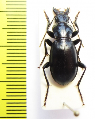 Carabidae sp.  Uzbekistan - INSECTS-STORE.RU