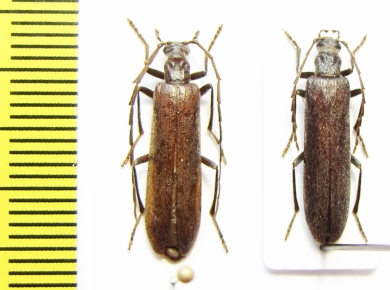 Calopus serraticornis, pair  Russia, Tver reg. - INSECTS-STORE.RU