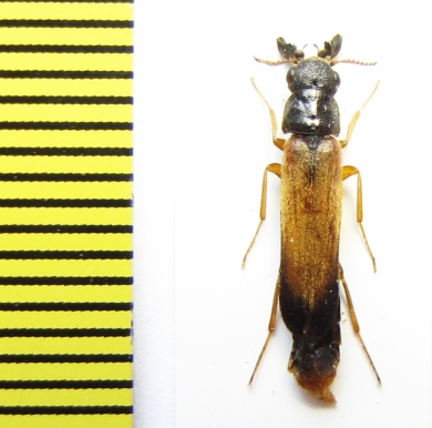 Lymexylidae, Elateroides dermestoides, male  Russia, Tver reg. - INSECTS-STORE.RU