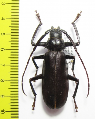 Macrotoma sp.  Namibia - INSECTS-STORE.RU