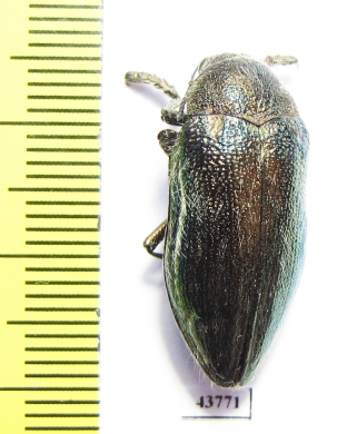 Julodis onopordi pilosa  Morocco - INSECTS-STORE.RU