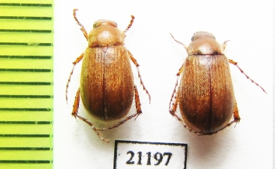 Triodontella raymondi  Italy, Sardinia - INSECTS-STORE.RU