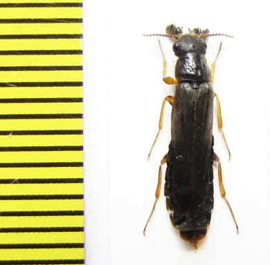 Lymexylidae, Elateroides dermestoides, male  Russia, Tver reg. - INSECTS-STORE.RU