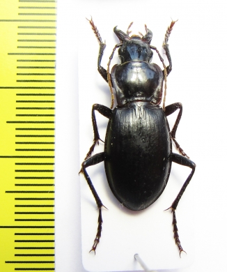 Pseudotaphoxenus sp.  Russia, Tuva reg. - INSECTS-STORE.RU