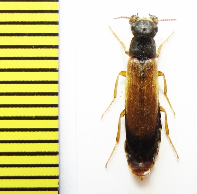 Lymexylidae, Elateroides dermestoides, male  Russia, Tver reg. - INSECTS-STORE.RU