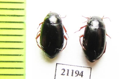 Dytiscidae sp.  Kazakhstan - INSECTS-STORE.RU