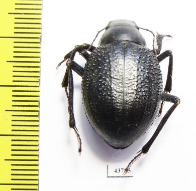 Pisterotarsa gigantea Tajikistan - INSECTS-STORE.RU