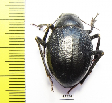 Pisterotarsa gigantea Tajikistan - INSECTS-STORE.RU