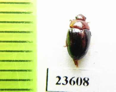 Erotylidae sp.  Indonesia, Sumatra - INSECTS-STORE.RU