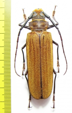 Orthomegas fragosoi  Costa Rica 65mm - INSECTS-STORE.RU