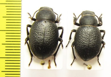 Pimelia capito, pair  Russia - INSECTS-STORE.RU