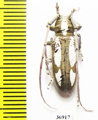 Prosopocera sp.  South Africa Rep. - INSECTS-STORE.RU