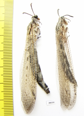 Myrmeleontidae sp., pair  Russia, Astrakhan reg. - INSECTS-STORE.RU