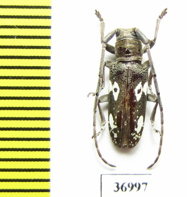 Prosopocera sp.  South Africa Rep. - INSECTS-STORE.RU