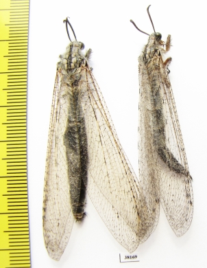 Myrmeleontidae sp., pair  Russia, Astrakhan reg. - INSECTS-STORE.RU