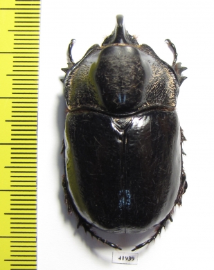 Trichogomphus lunicollis  Malaysia  44mm - INSECTS-STORE.RU