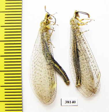 Myrmeleontidae sp.  Russia, Astrakhan reg. - INSECTS-STORE.RU