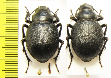 Pimelia cephalotes, pair  Uzbekistan - INSECTS-STORE.RU