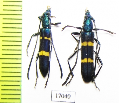 Polyzonus sp., pair  China, Yunnan prov. - INSECTS-STORE.RU