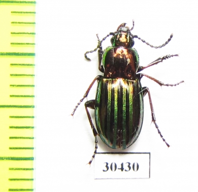 Aristochroa kaznakovi  China, Sichuan prov. - INSECTS-STORE.RU