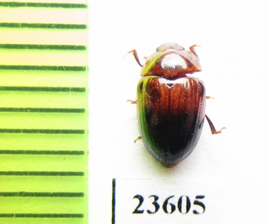 Erotylidae sp.  Indonesia, Sumatra - INSECTS-STORE.RU