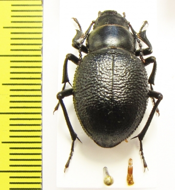 Pimelia cephalotes  Uzbekistan - INSECTS-STORE.RU