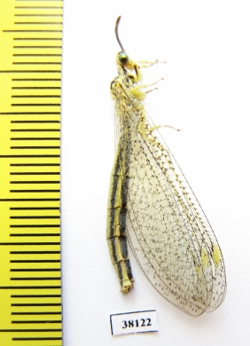 Myrmeleontidae sp.  Russia, Astrakhan reg. - INSECTS-STORE.RU