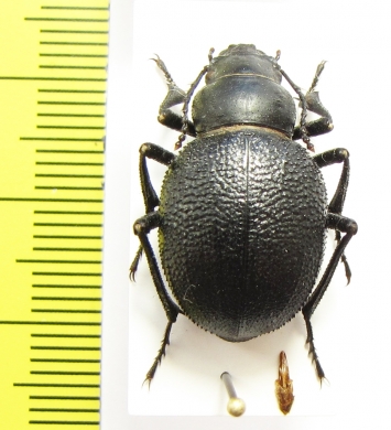 Pimelia cephalotes  Kazakhstan - INSECTS-STORE.RU