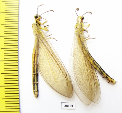 Myrmeleontidae sp.  Russia, Astrakhan reg. - INSECTS-STORE.RU